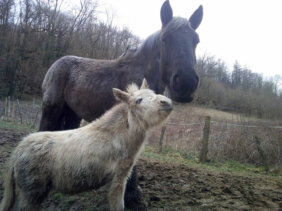 Dpt 62, 14 ans, Trait du Nord, Orée du Nord adoptée par Clémentine !! (2016) - Page 4 K3r2