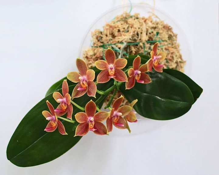 Phalaenopsis Pingtung Gold Rws7