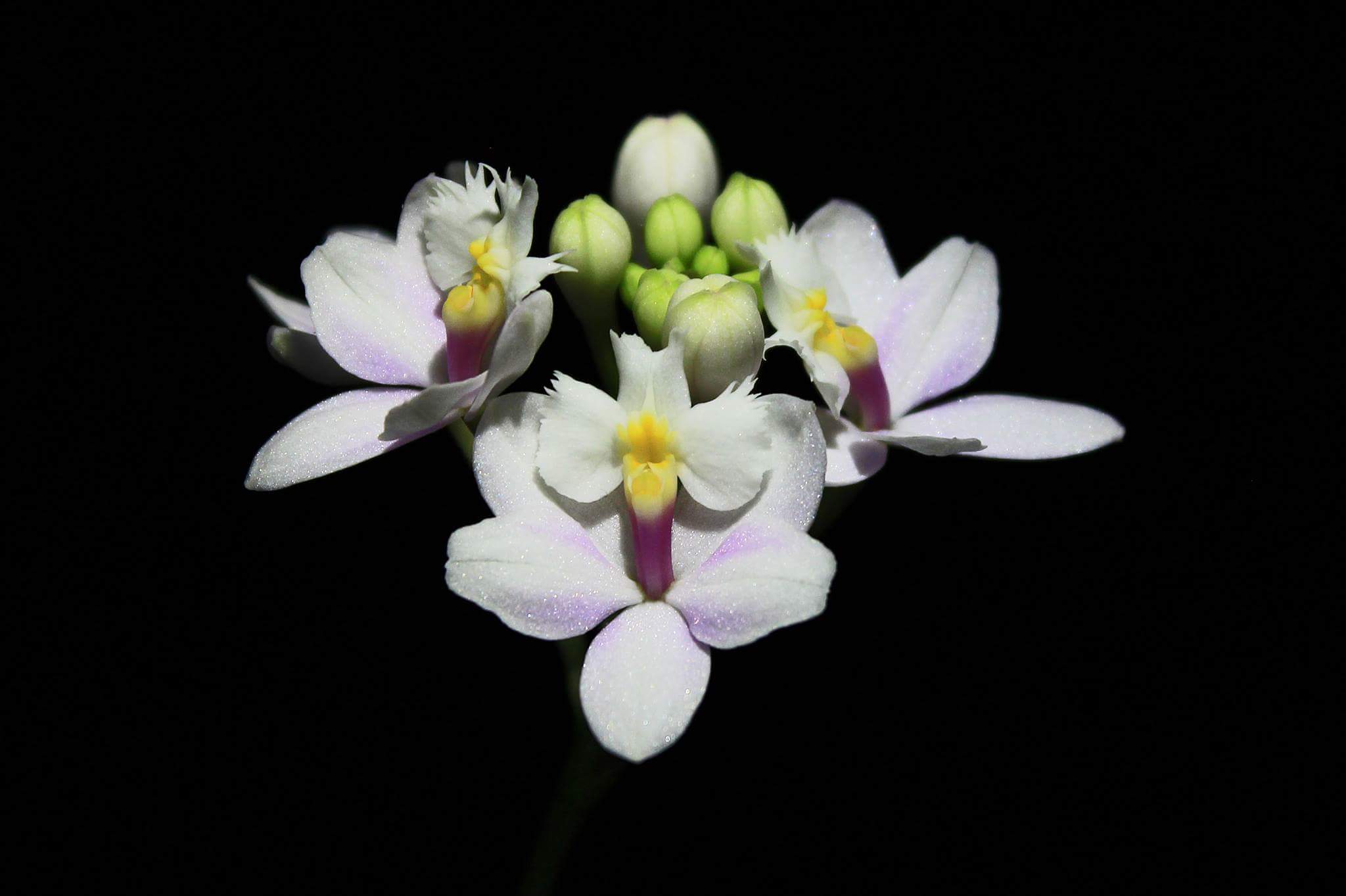 Epidendrum Raspberry Valley 5v1n