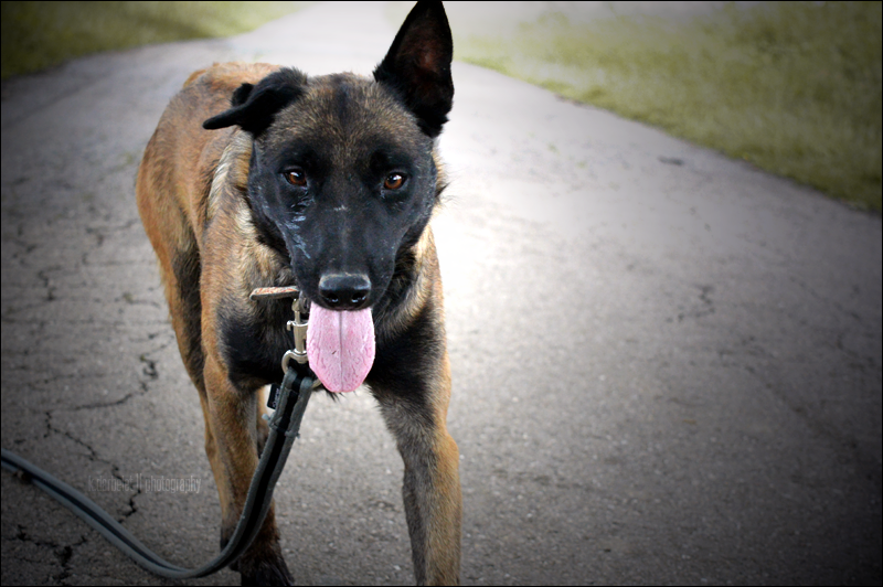 Junior, Berger Belge Malinois né en 2014 - SLPA Amance 349p