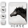 Avatar |HORSE| [10] [120x120] Bzkm