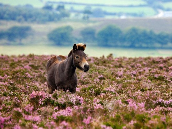 Toony - exmoor (é) Wm5d