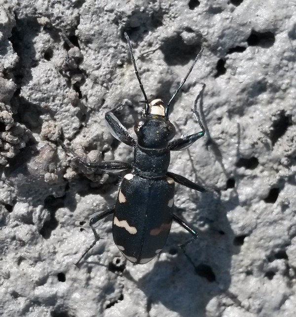 Cicindela hybrida ? 5wyk