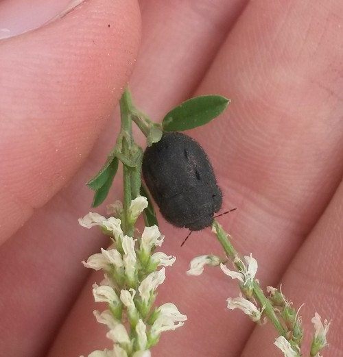 [Odontoscelis sp.] Odontoscelis fuliginosa ? W8cb