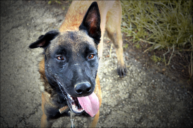 Junior, Berger Belge Malinois né en 2014 - SLPA Amance 3rtb