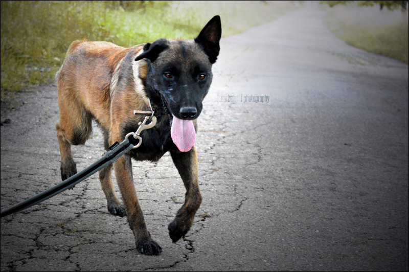 Junior, Berger Belge Malinois né en 2014 - SLPA Amance Nwy4