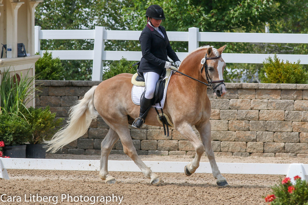 Haflinger Mqvg