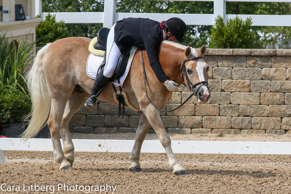 Haflinger Q7we