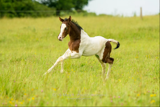 Alina - poney français de selle (j) Ywru