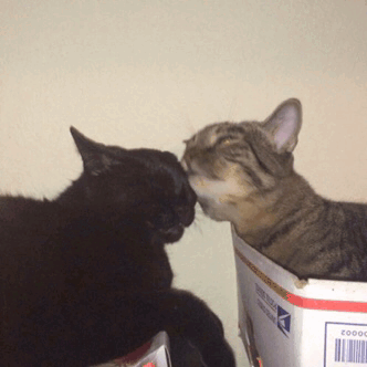 https://zupimages.net/up/17/42/1d9x.gif