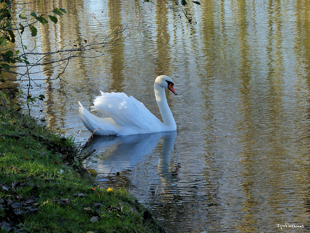 Suite des cygnes 2b5m