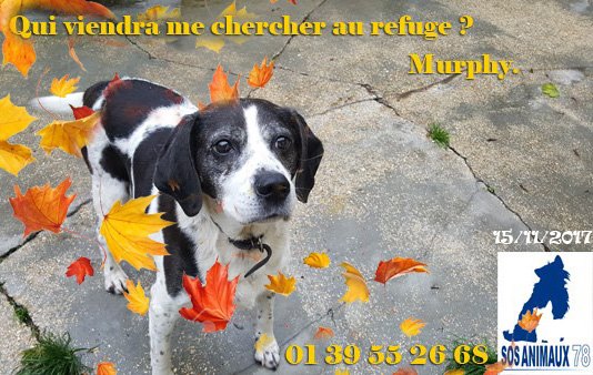 MURPHY - x beagle 9 ans - Sos Animaux 78 à Rocquencourt (78) Ouff