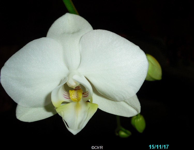 Comment Savoir Si Mon Orchidée Est Morte