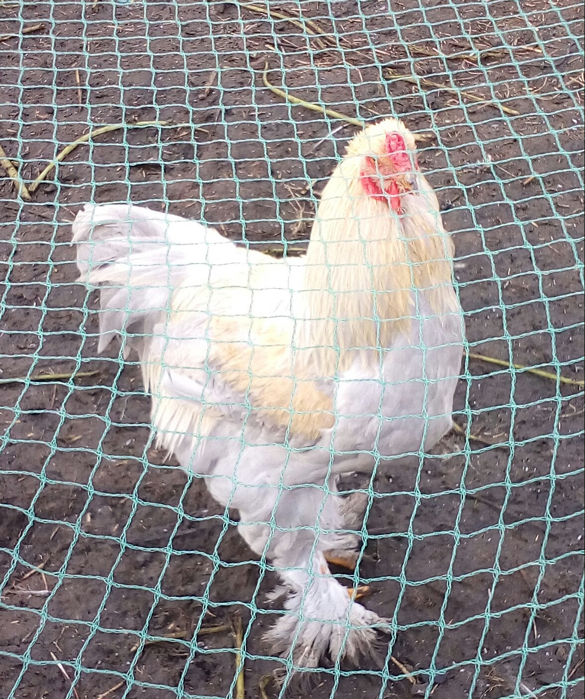 poule ou coq Z58t