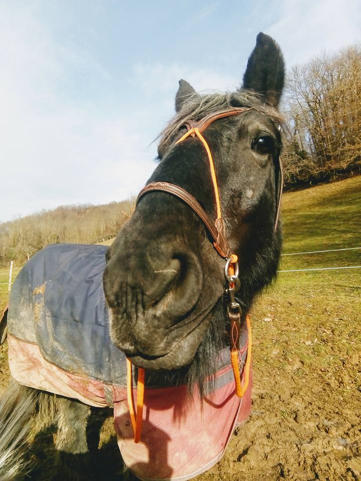 Dpt 62, 14 ans, Trait du Nord, Orée du Nord adoptée par Clémentine !! (2016) - Page 5 L5wa