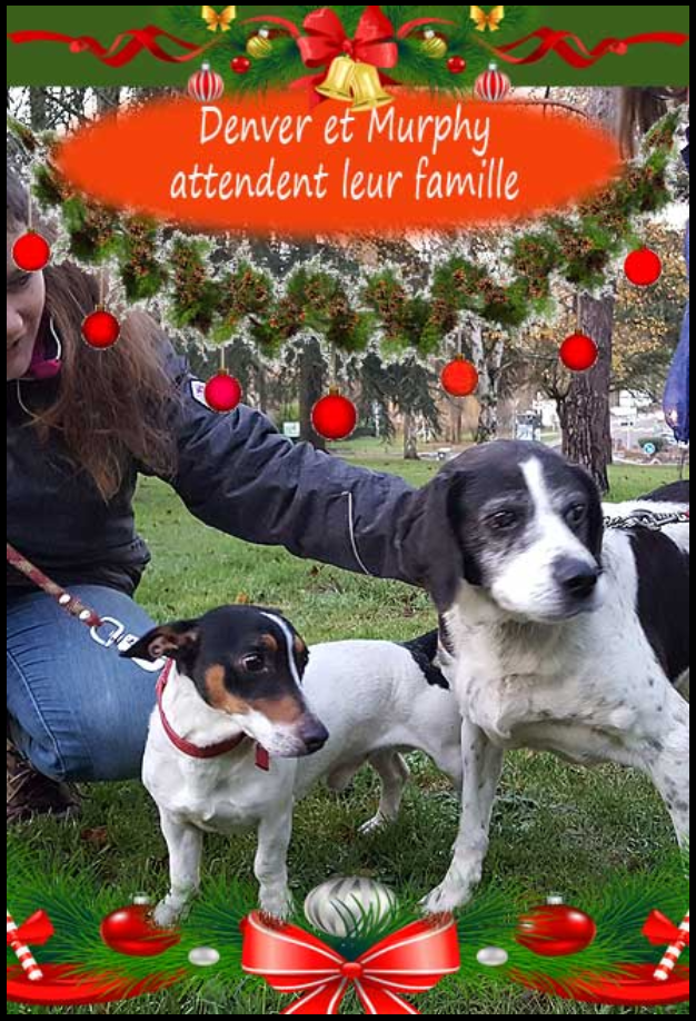 MURPHY - x beagle 9 ans - Sos Animaux 78 à Rocquencourt (78) Lequ