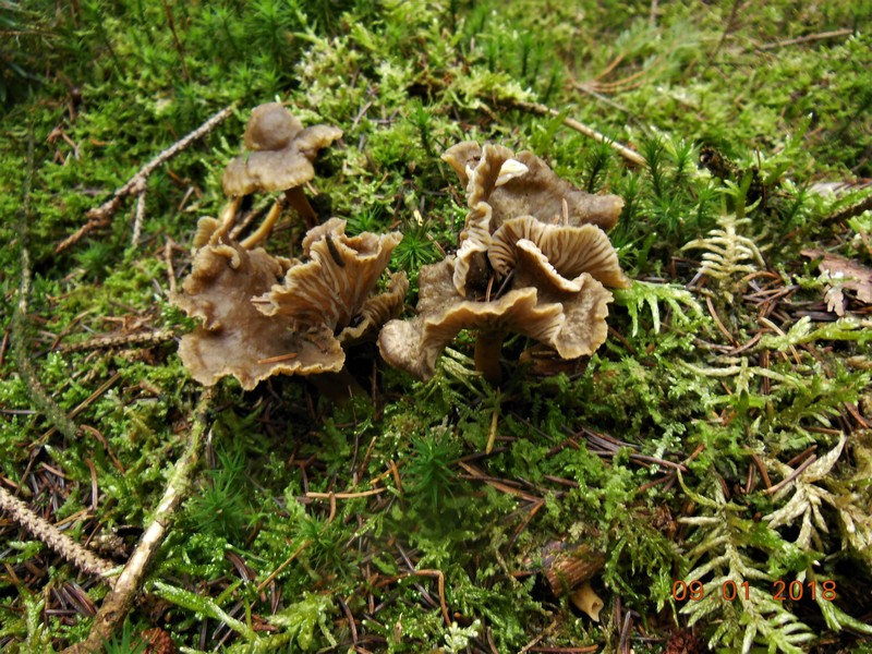 champignons des bois 9xfj