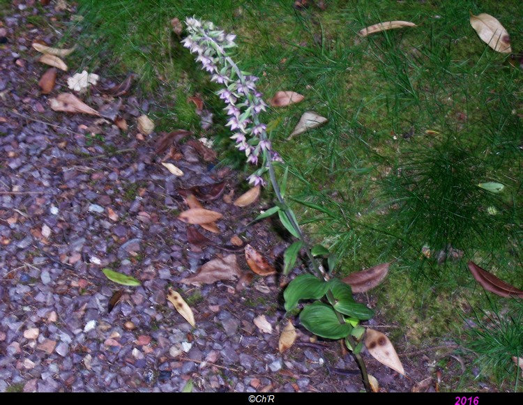 Pourquoi Mon Orchidée Fait Des Feuilles Mais Ne Fleurit Pas Mon orchidée ne fait que des feuilles et racines - Jardinage - FORUM