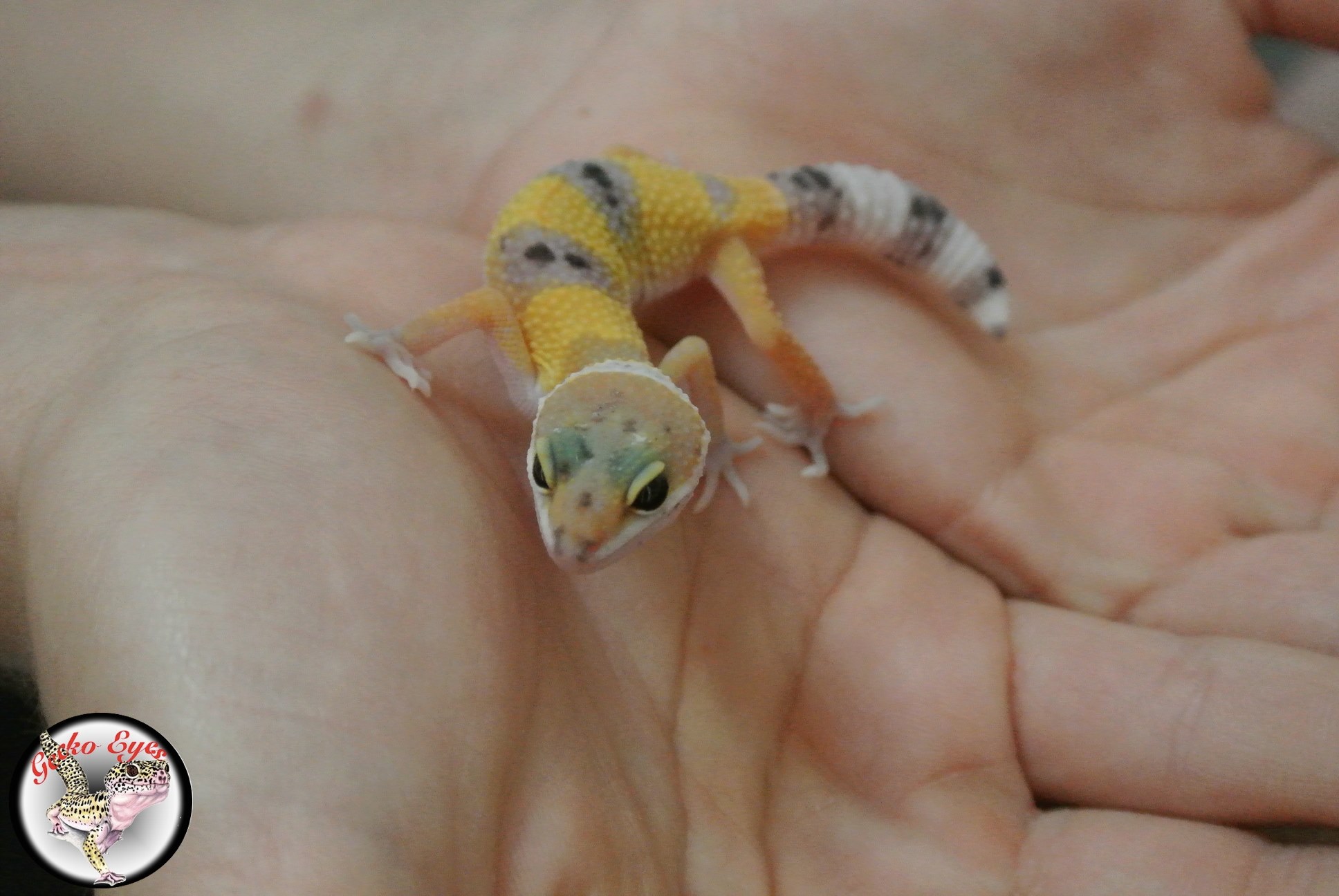 Godzy, gecko léopard de 2 ans  41gm