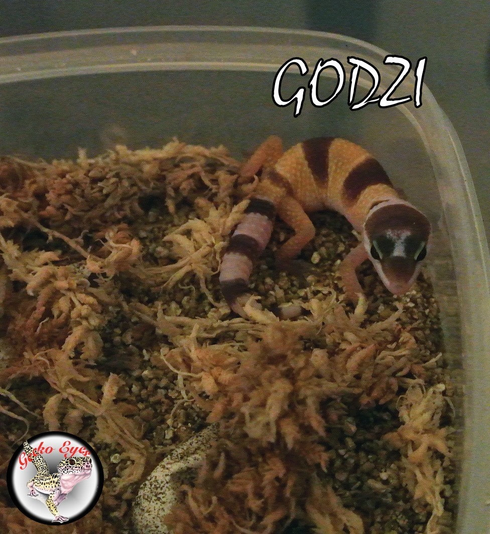 Godzy, gecko léopard de 2 ans  4qin