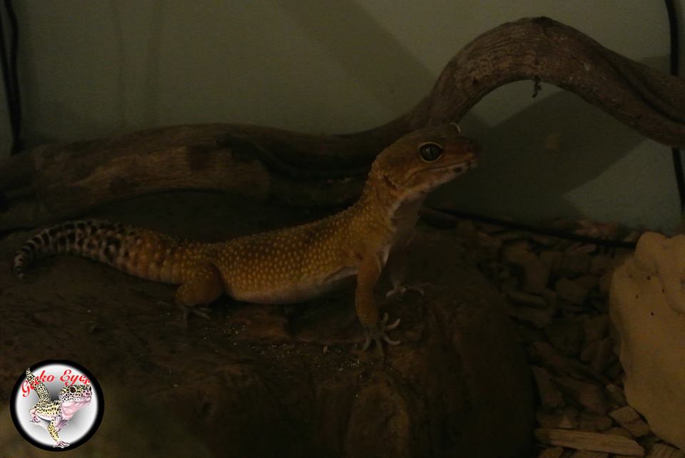 Godzy, gecko léopard de 2 ans  7kbe