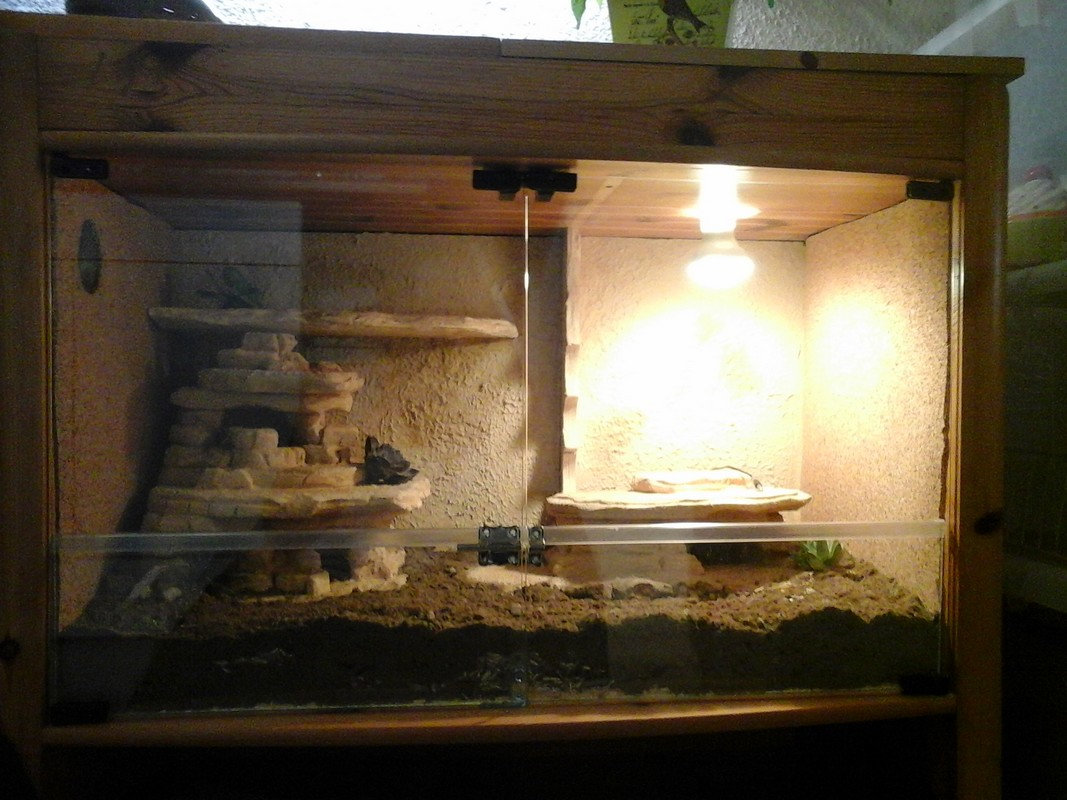 (Stand-by) Terrarium fait maison pour gecko léopard fille ou fils unique   8w6o