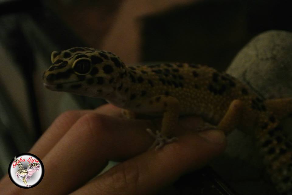 Godzy, gecko léopard de 2 ans  Iz1l