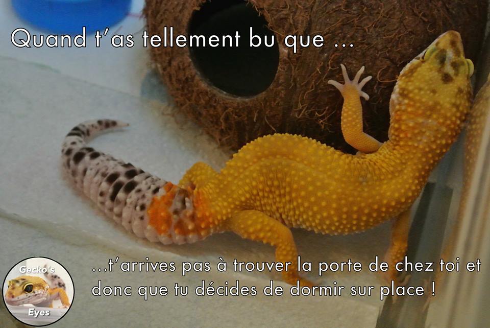 Godzy, gecko léopard de 2 ans  Ssoq