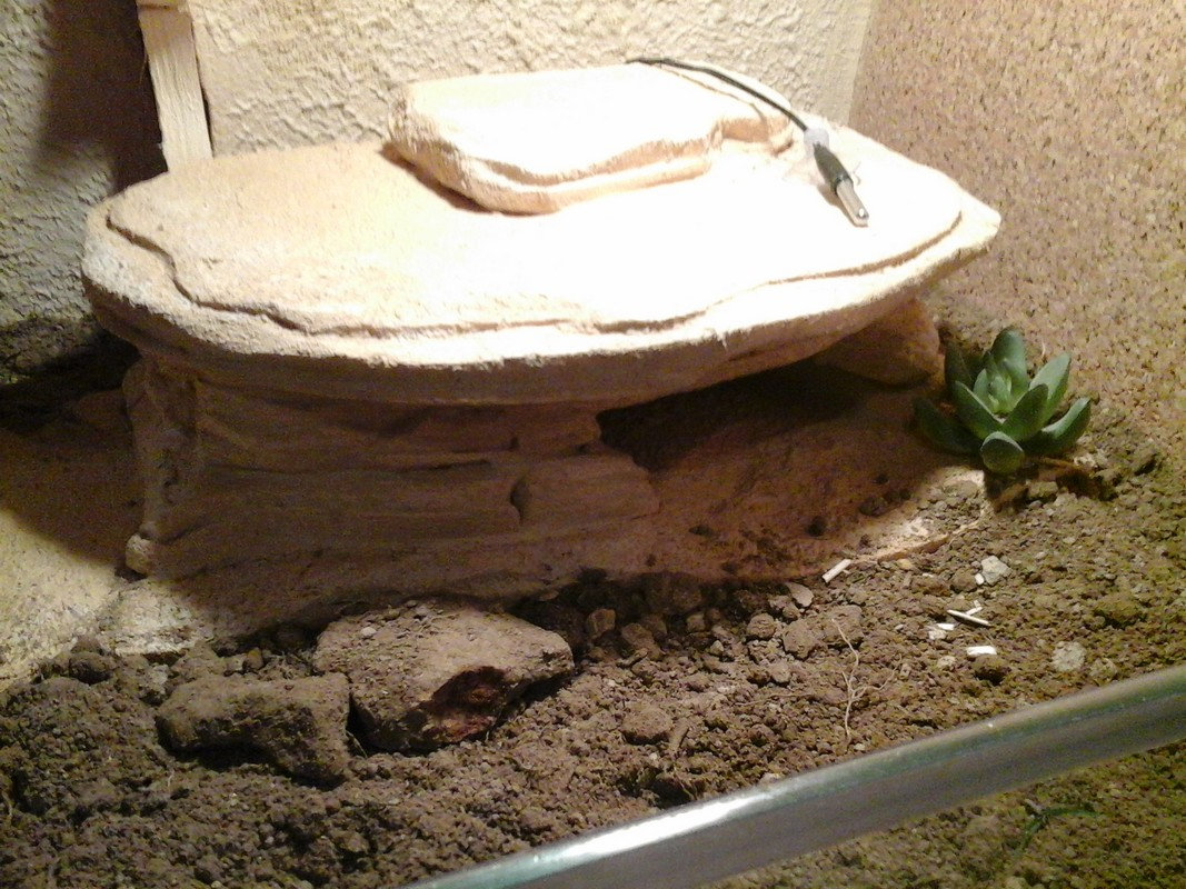 (Stand-by) Terrarium fait maison pour gecko léopard fille ou fils unique   Wx3o