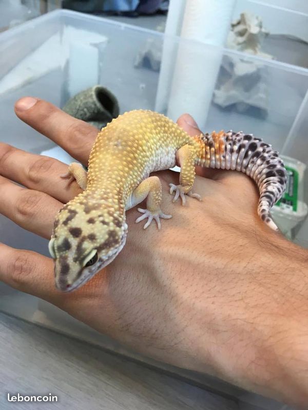 Godzy, gecko léopard de 2 ans  Xh7n