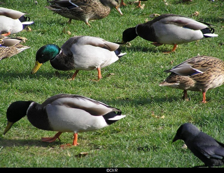 Méli-Mélo d'oiseaux du Zwin A8hm