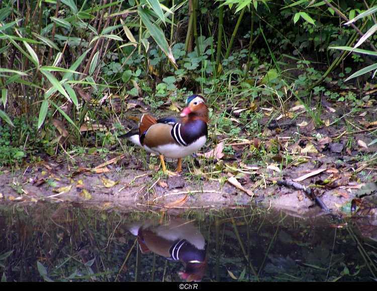 Quel est ce canard ? Ypdk