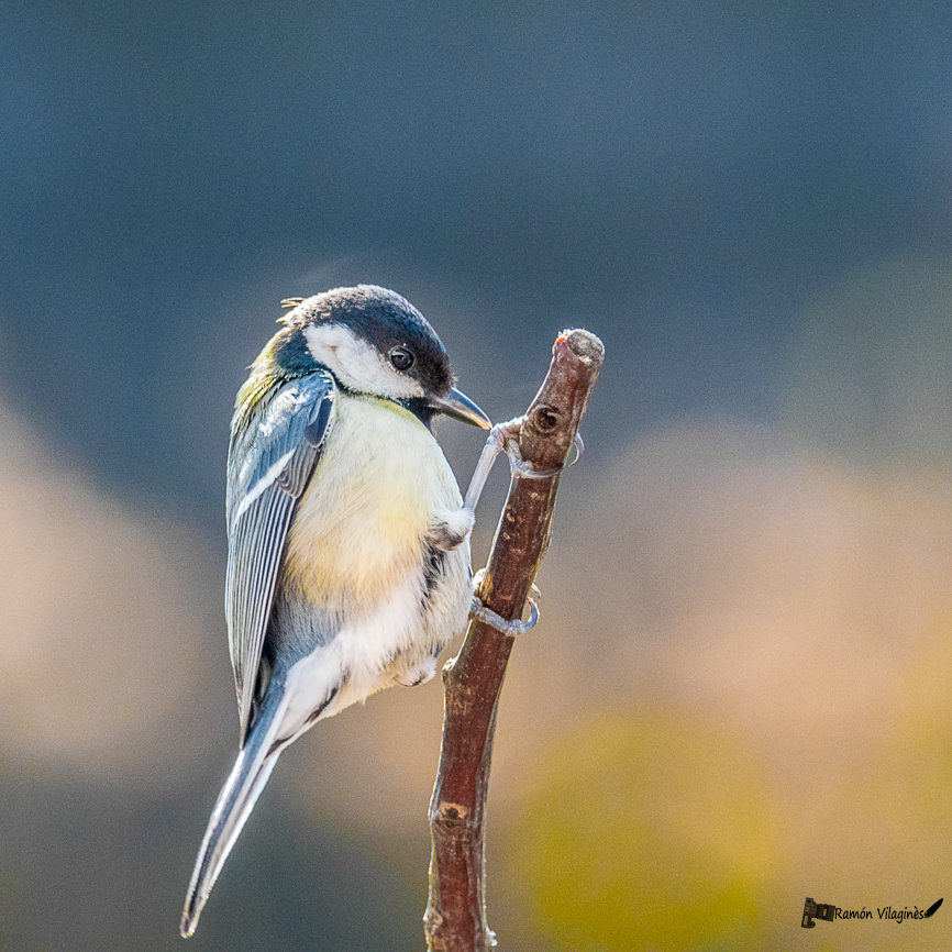 Mésange charbonnière Fmpm