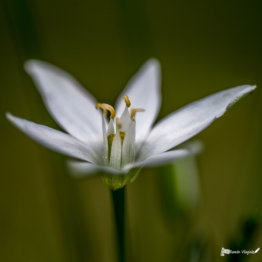 Demoiselles de onze heures 3rqq