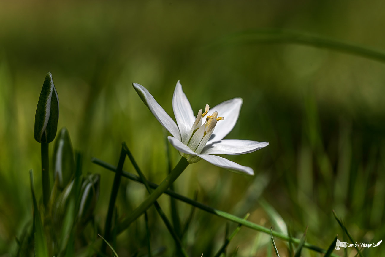 Demoiselles de onze hzures Kqr3