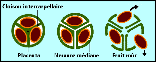 Planches Illustrées des Plantes Toxiques ou à risques. - Page 13 Ulks