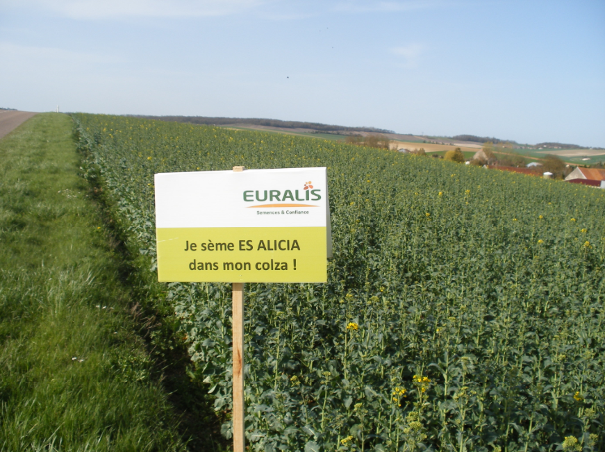 1 000 Ha de colza sans insectides dans l'Yonne.  Jzst