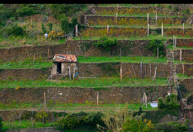 1 000 Ha de colza sans insectides dans l'Yonne.  - Page 9 Gixx