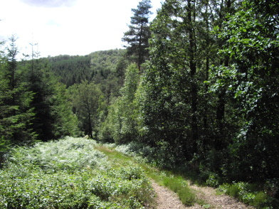 Forêt du domaine de Sancy H3m1