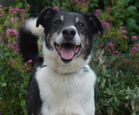 BOULI - x border collie 12 ans - Spa de Chamarande (91) Yiue