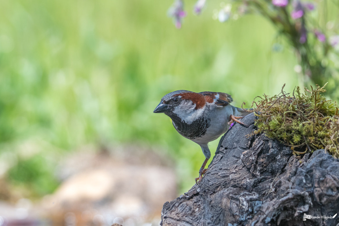 Moineau espagnol 0v89