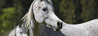 Chevaux en Pension