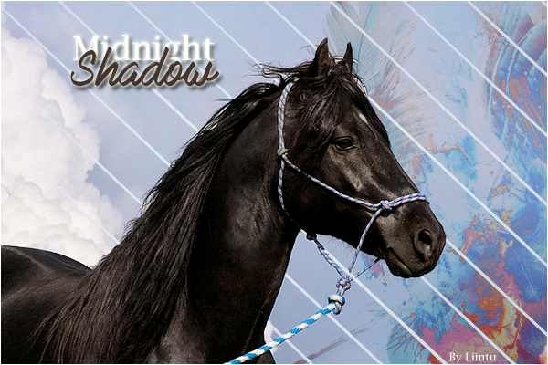 Midnight Shadow - Baby Horse 8xsw