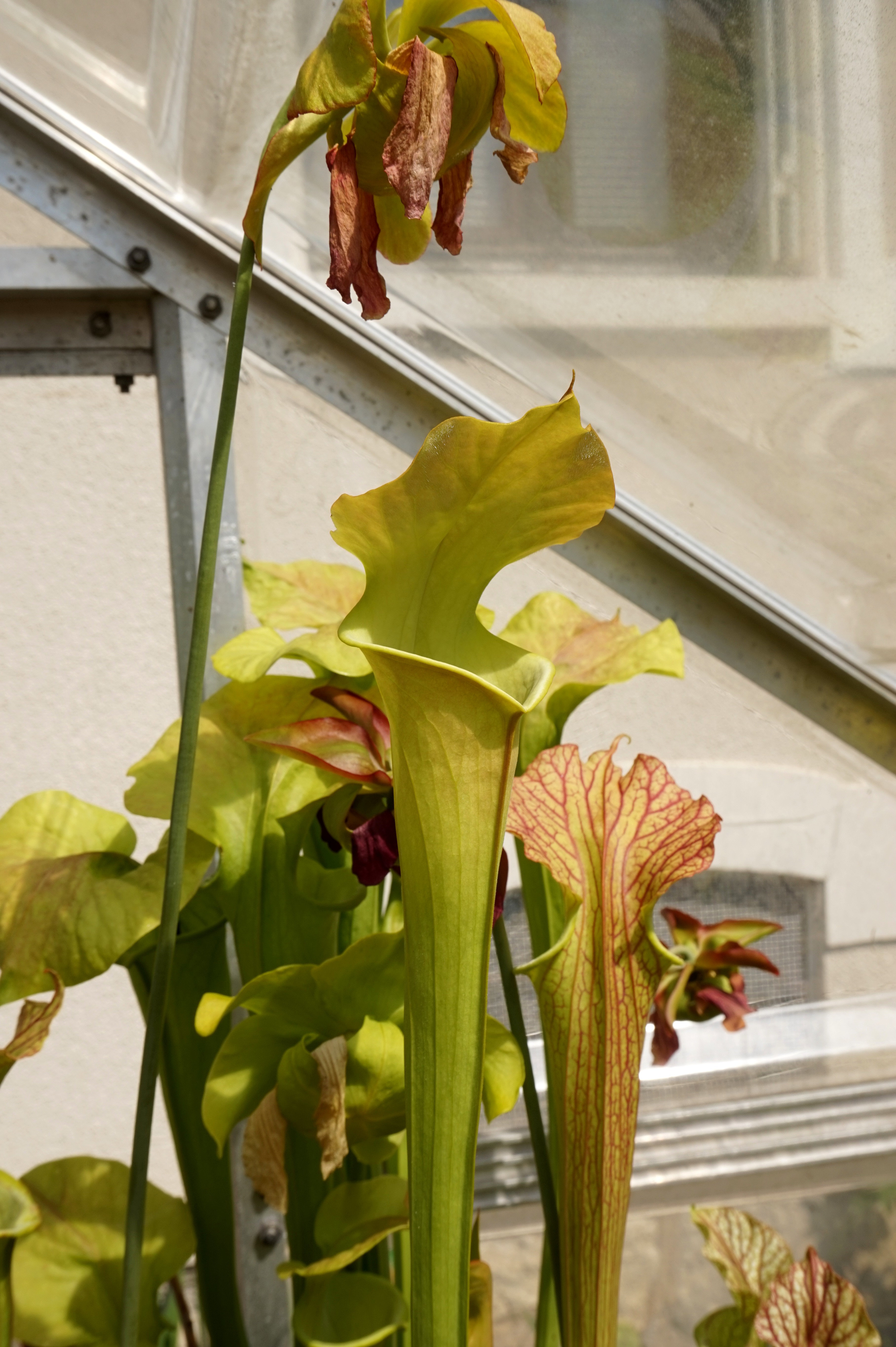 Présentation de mes hybrides/cultivars faits maison (Sarracenia) 1kfy