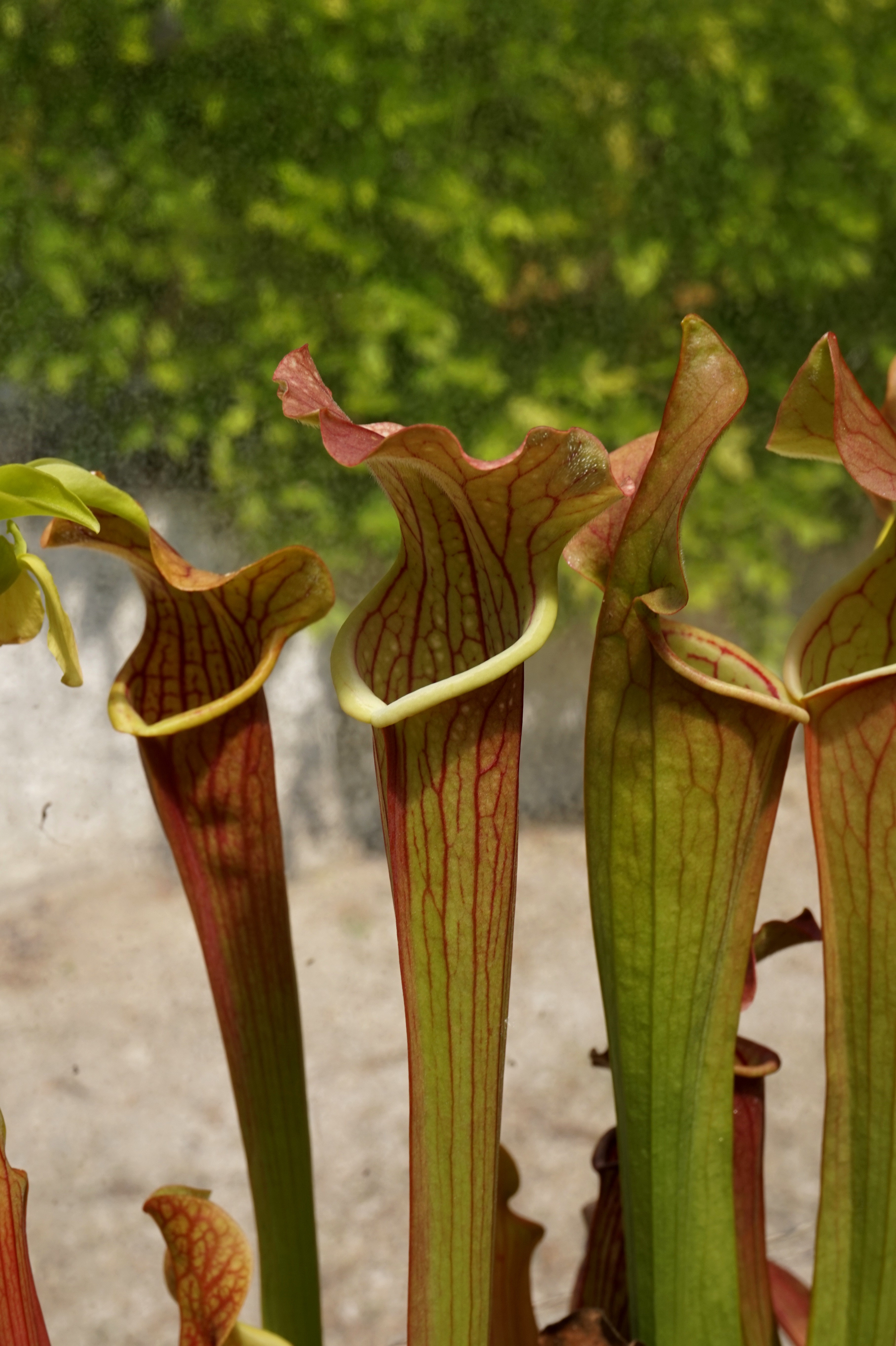 Présentation de mes hybrides/cultivars faits maison (Sarracenia) 2a1j