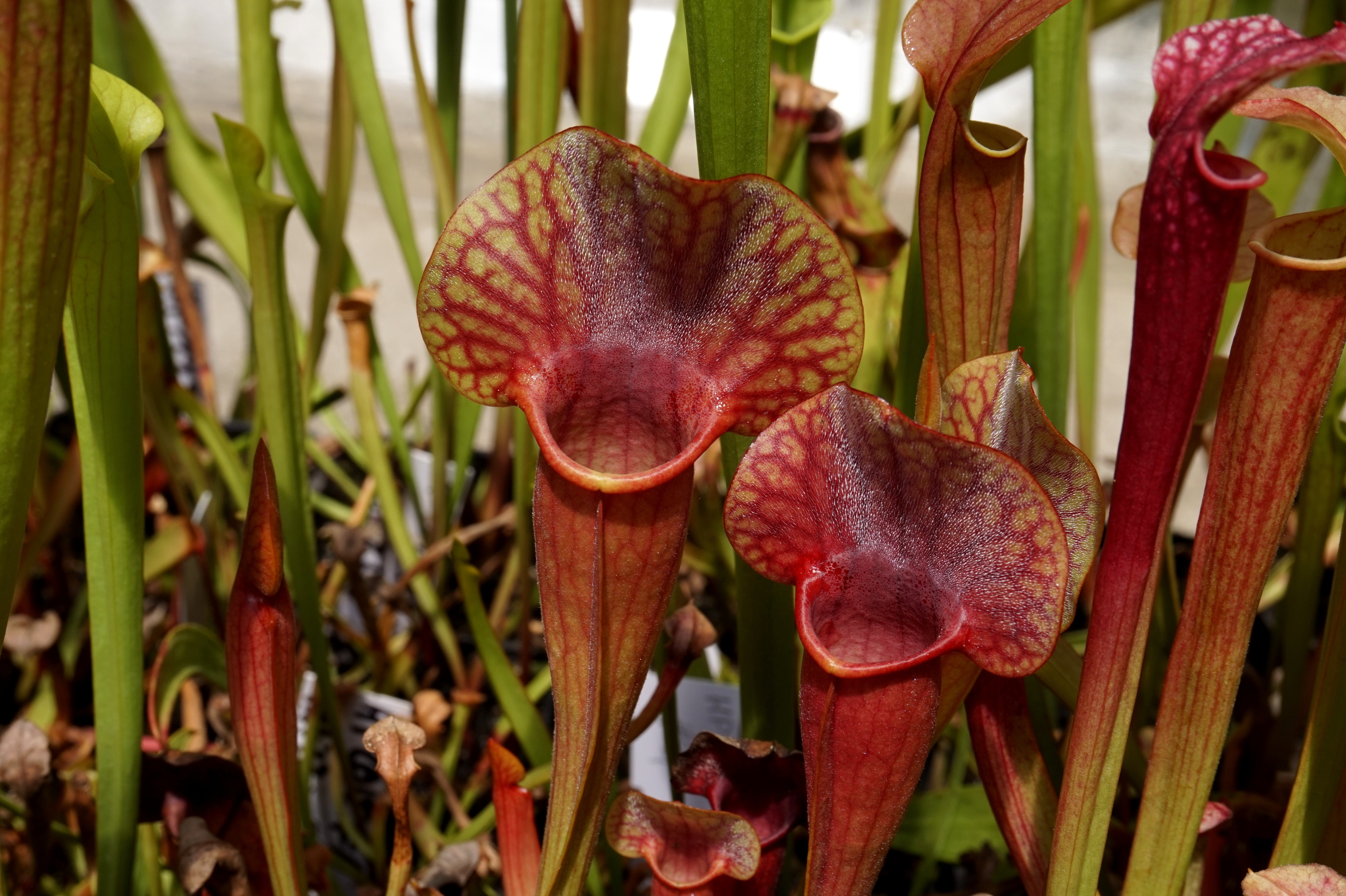 Présentation de mes hybrides/cultivars faits maison (Sarracenia) 7m66