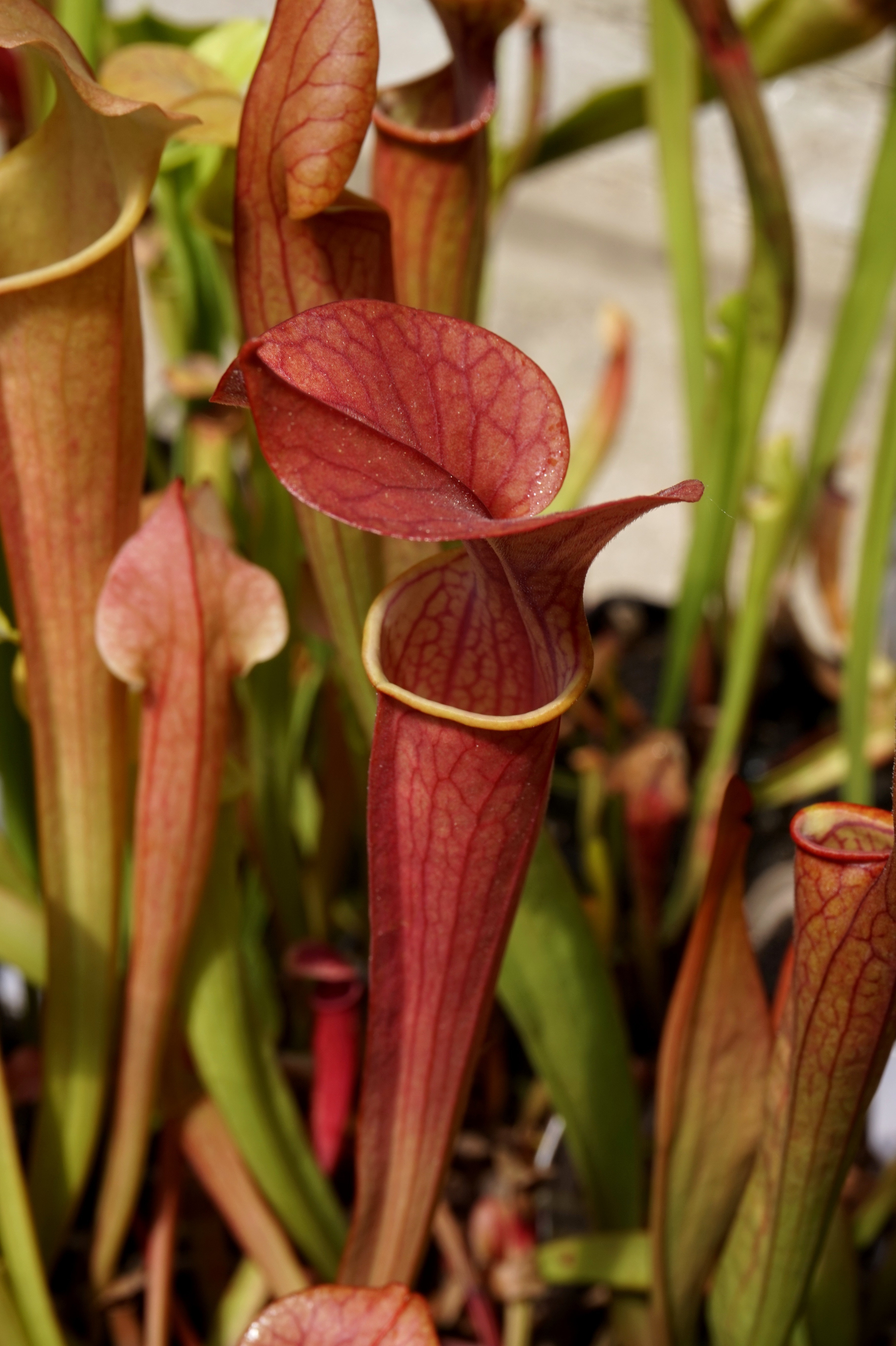 Présentation de mes hybrides/cultivars faits maison (Sarracenia) Dez8