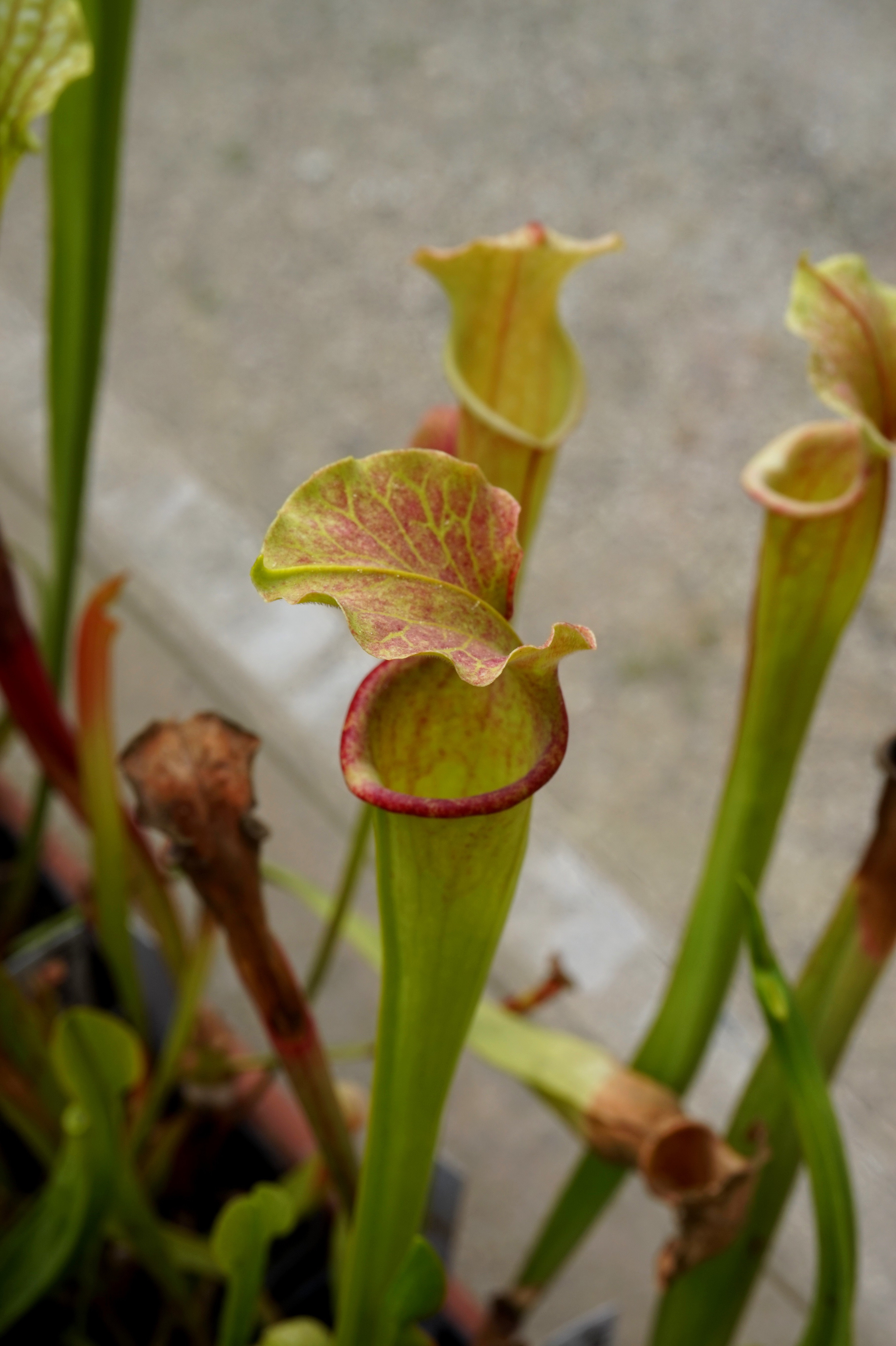 Présentation de mes hybrides/cultivars faits maison (Sarracenia) F547