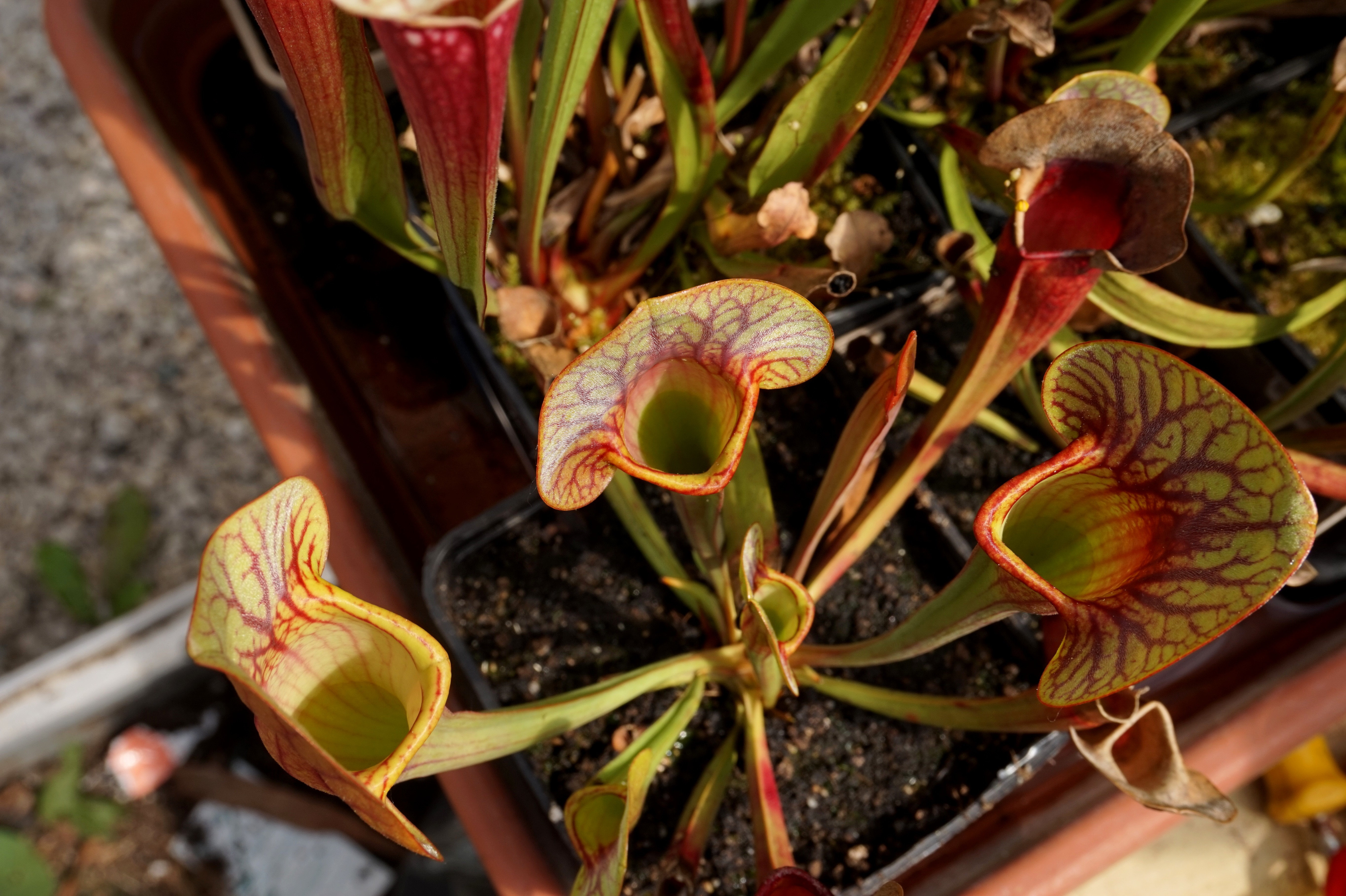 Présentation de mes hybrides/cultivars faits maison (Sarracenia) Fbwu