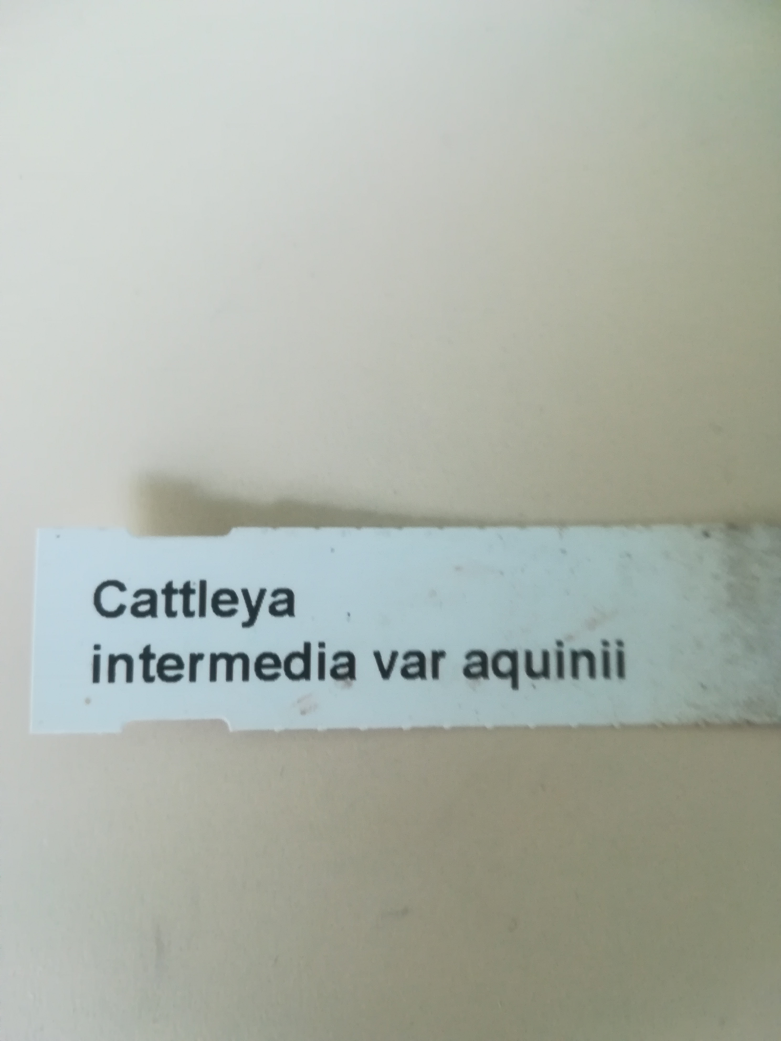 Cattleya intermedia Fx39